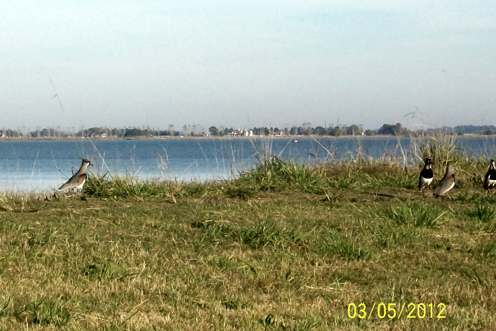 Teros. hermoso chascomus