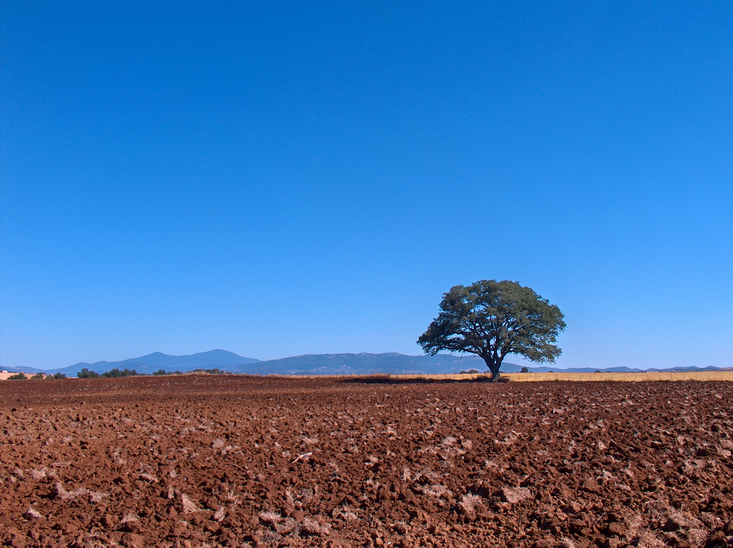 Terra Cielo e Vegetazione . Maremma Toscana italy