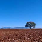 Terra Cielo e Vegetazione . Maremma Toscana italy