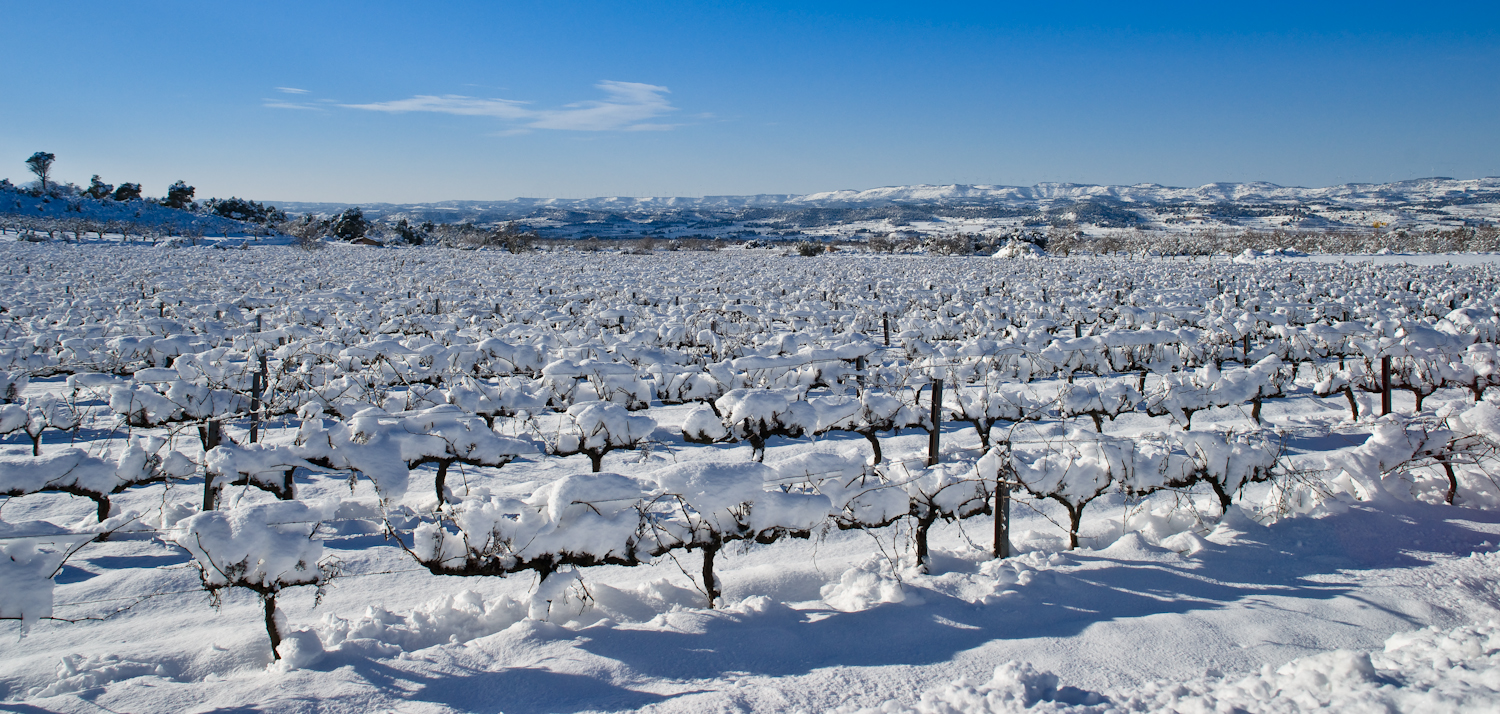 Terra de vins