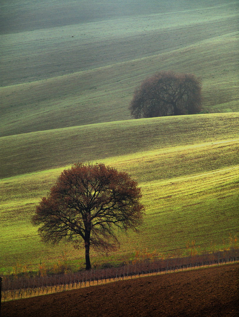 terra di monsampolo al' invierno