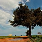 Terra di Puglia