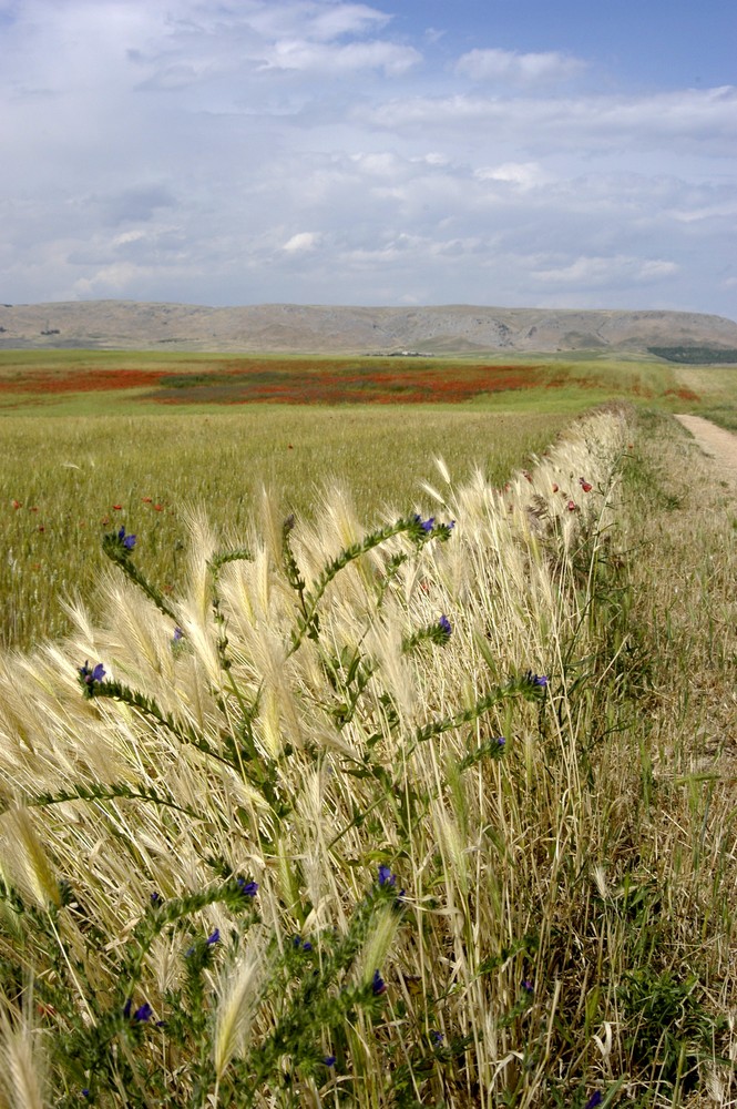 terra di Puglia