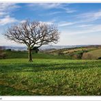 Terra di Toscana