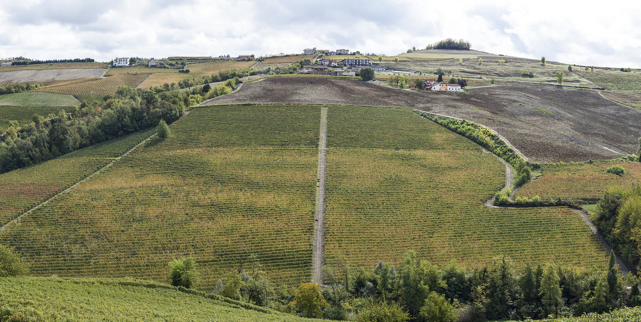 Terra Di Vino