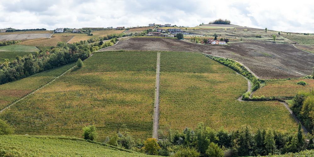 Terra Di Vino