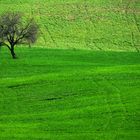 terra siciliana