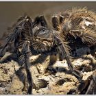 Terra-Zoo Rheinberg - Brasilianische Regenvogelspinne