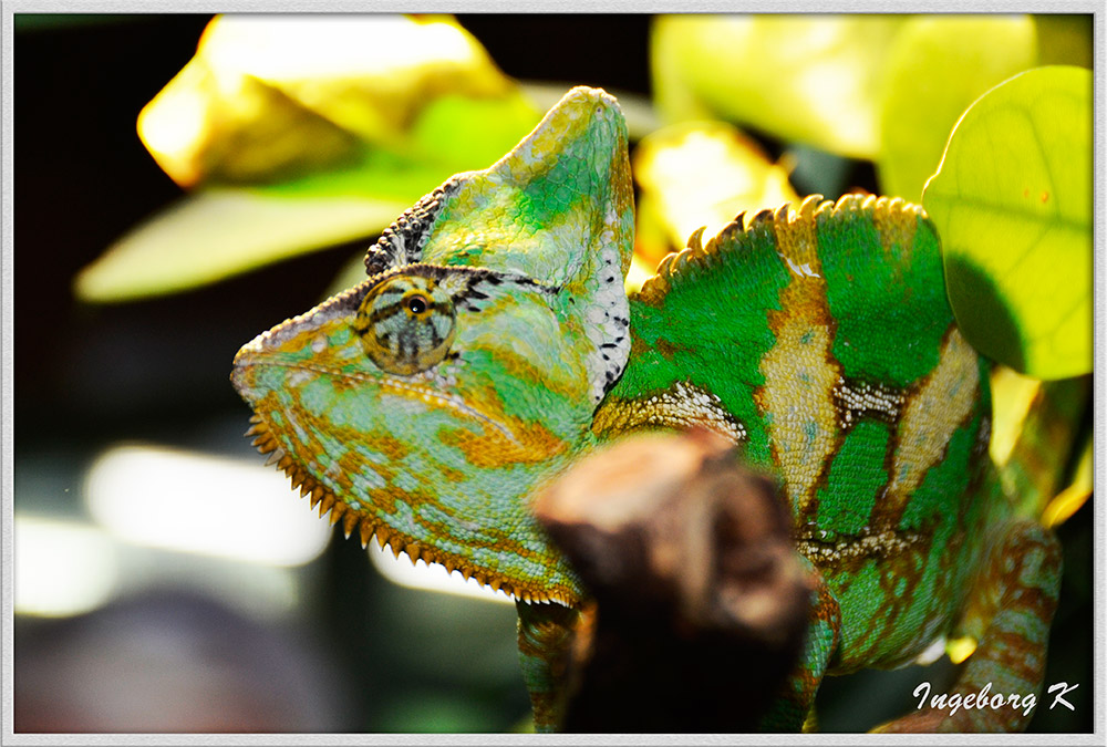 Terra-Zoo Rheinberg - Chamäleon