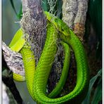 Terra-Zoo Rheinberg - grüne Mamba