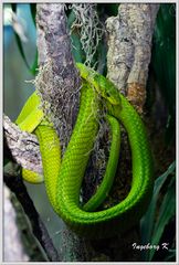 Terra-Zoo Rheinberg - grüne Mamba