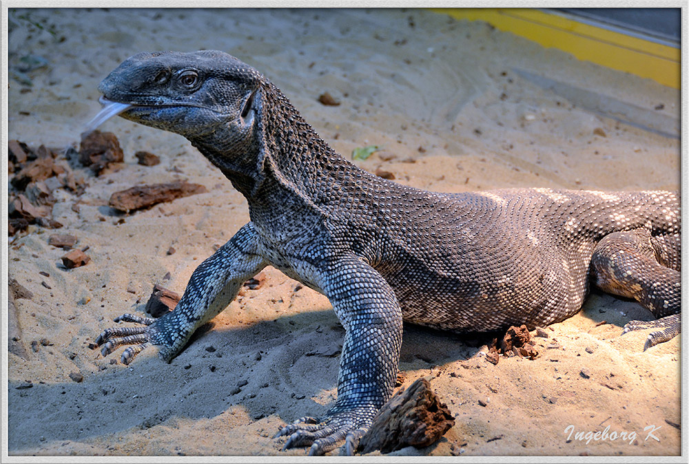 Terra-Zoo Rheinberg - Schwarzkehl-Waran