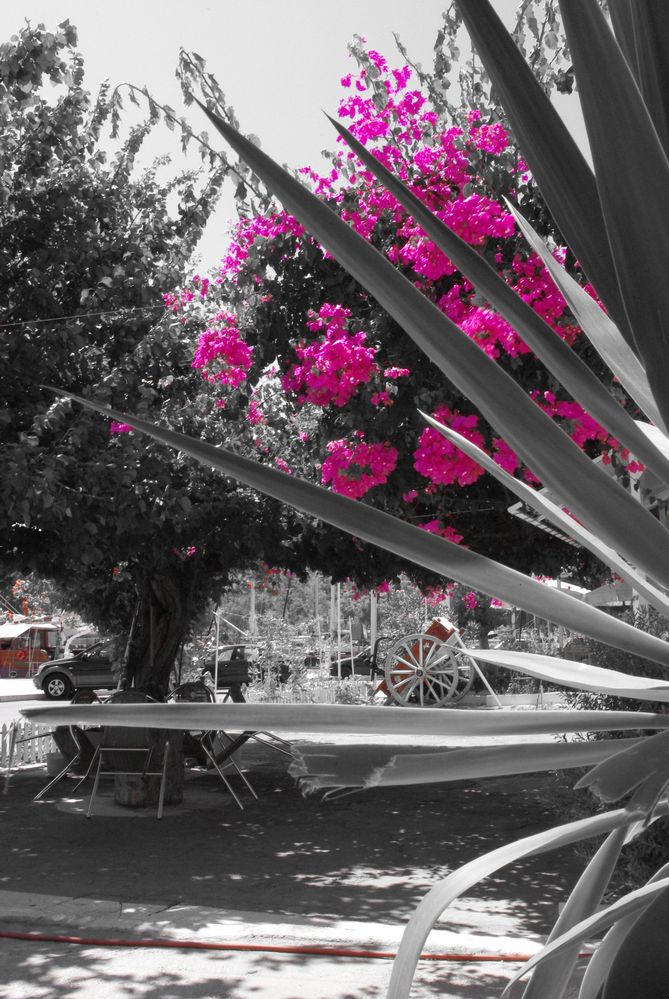 Terrace of a greek restaurant