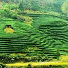 terrace ricefields (reloaded)