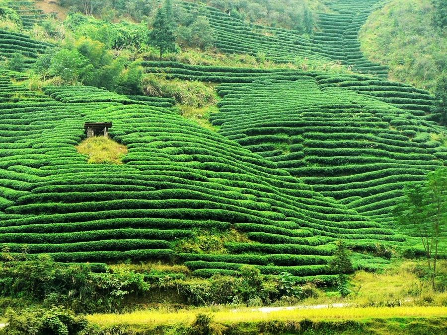 terrace ricefields (reloaded)