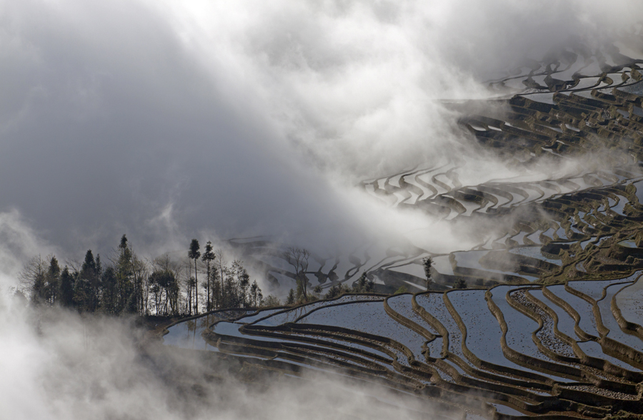 Terraced Fields at Dawn