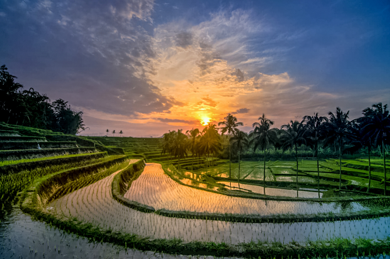 terraced rice fields in Jelok, Salatiga