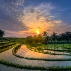 terraced rice fields in Jelok, Salatiga