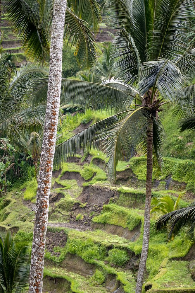 Terraces