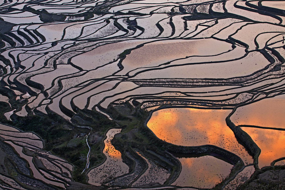 Terrarced Fields at Sunset