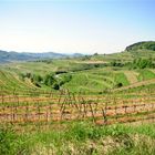 terrassartige Landschaft des Kaiserstuhls 2