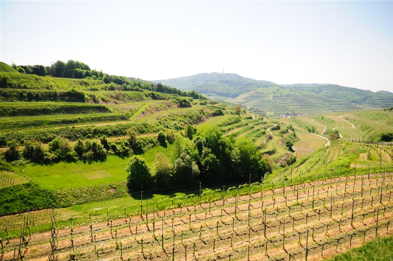 terrassartige Landschaft des Kaiserstuhls