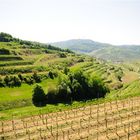 terrassartige Landschaft des Kaiserstuhls