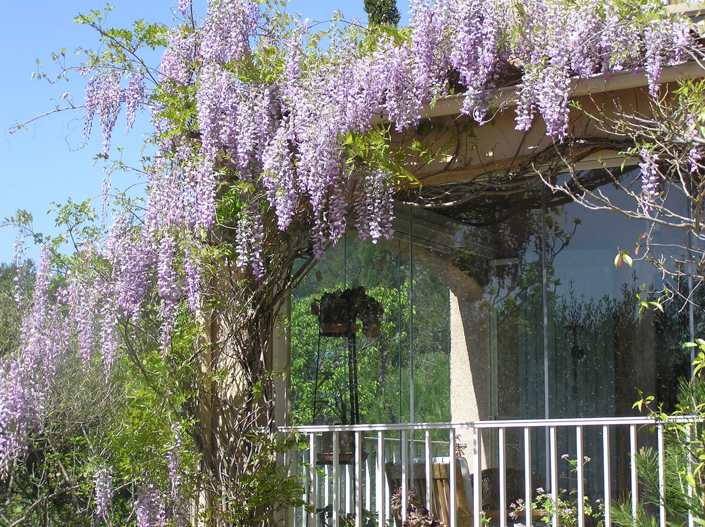 terrasse et glycine bleue