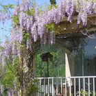 terrasse et glycine bleue