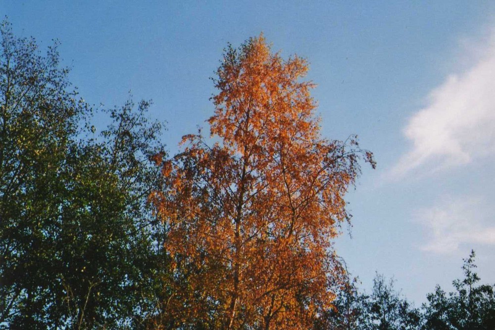 Terrasse im Herbst