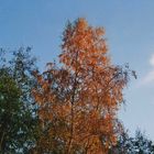 Terrasse im Herbst