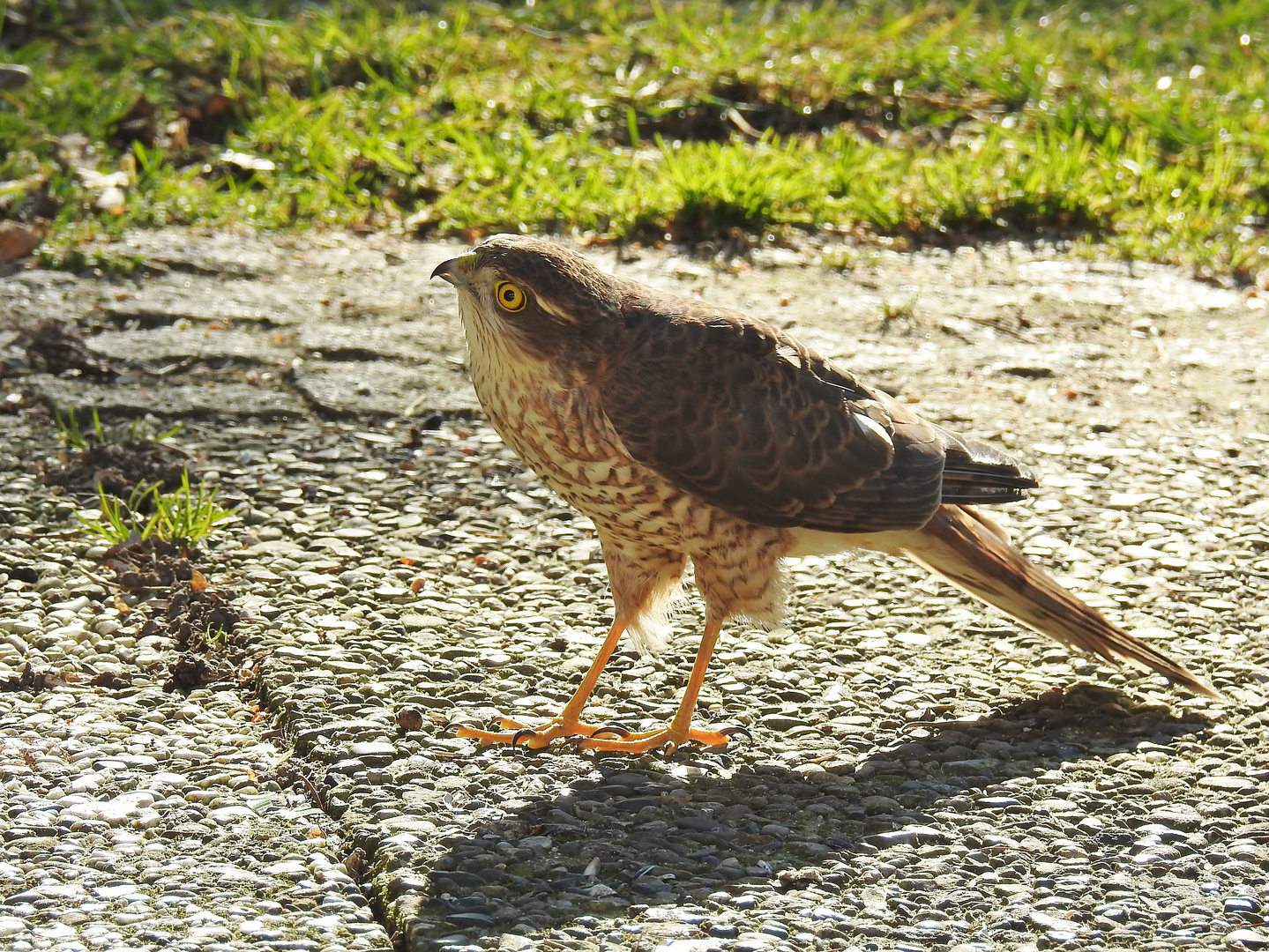 "Terrassen-Adler" Foto & Bild | tiere, wildlife, wild lebende vögel
