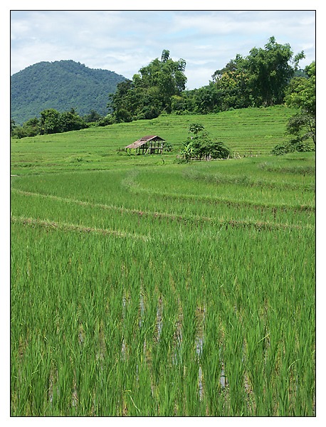 Terrassen aus Reis - Luang Prabang, Laos