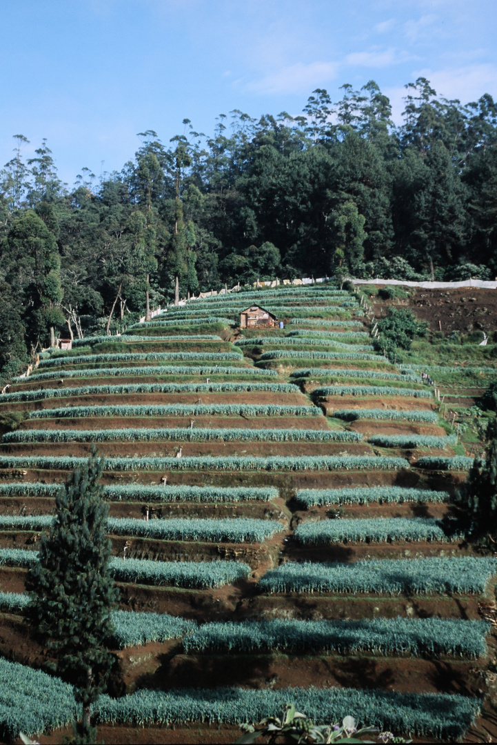 Terrassenanbau