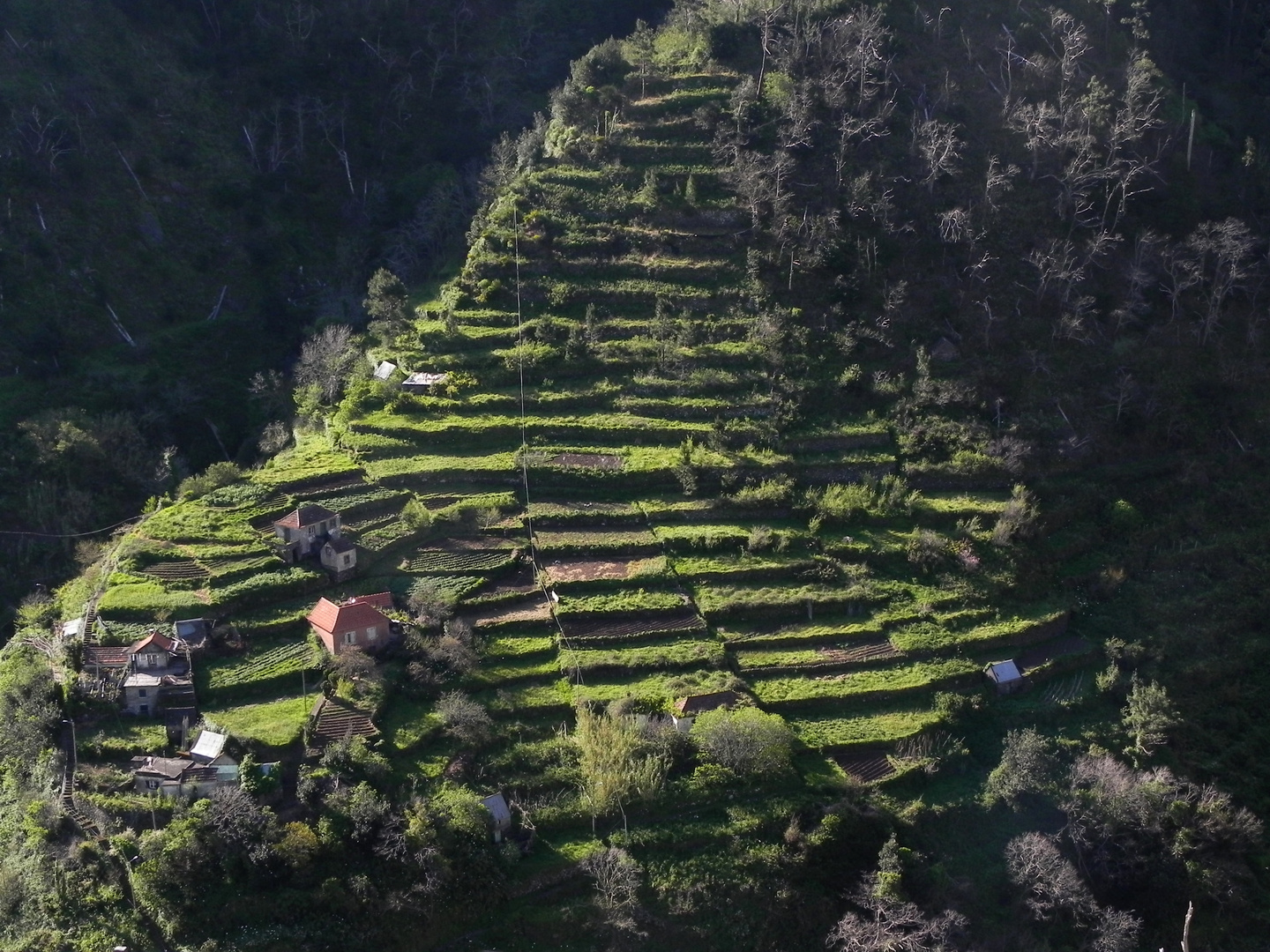 Terrassenfelder auf Madeira