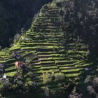 Terrassenfelder auf Madeira