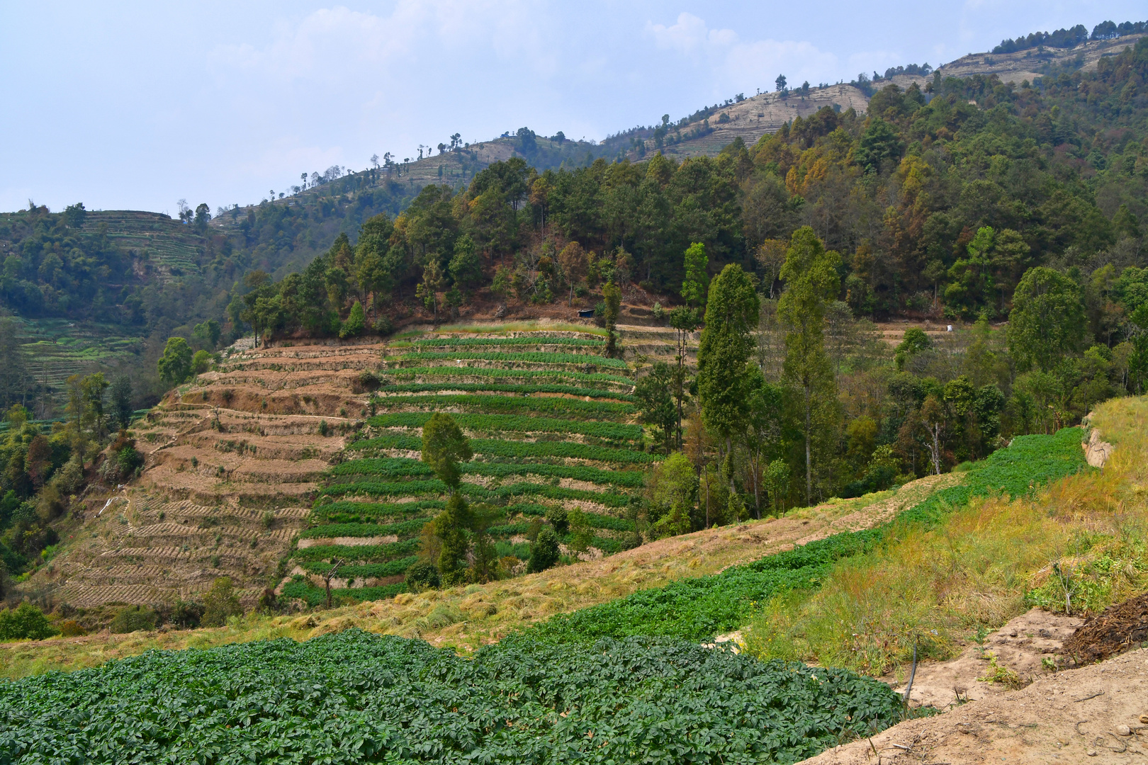 Terrassenfelder im Kathmandutal