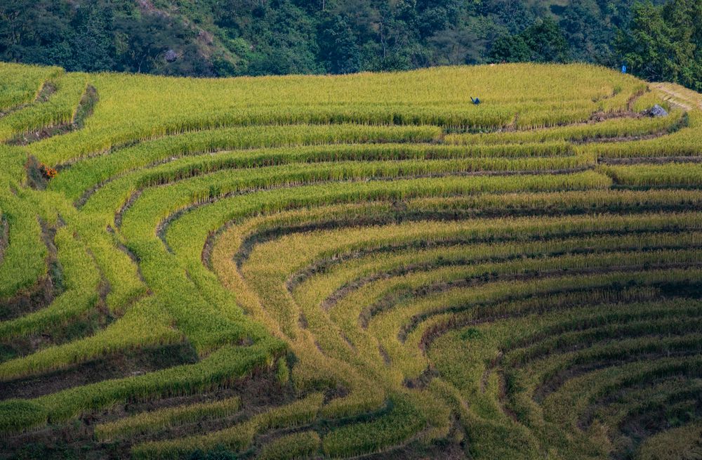 Terrassenfelder in Nagarkot