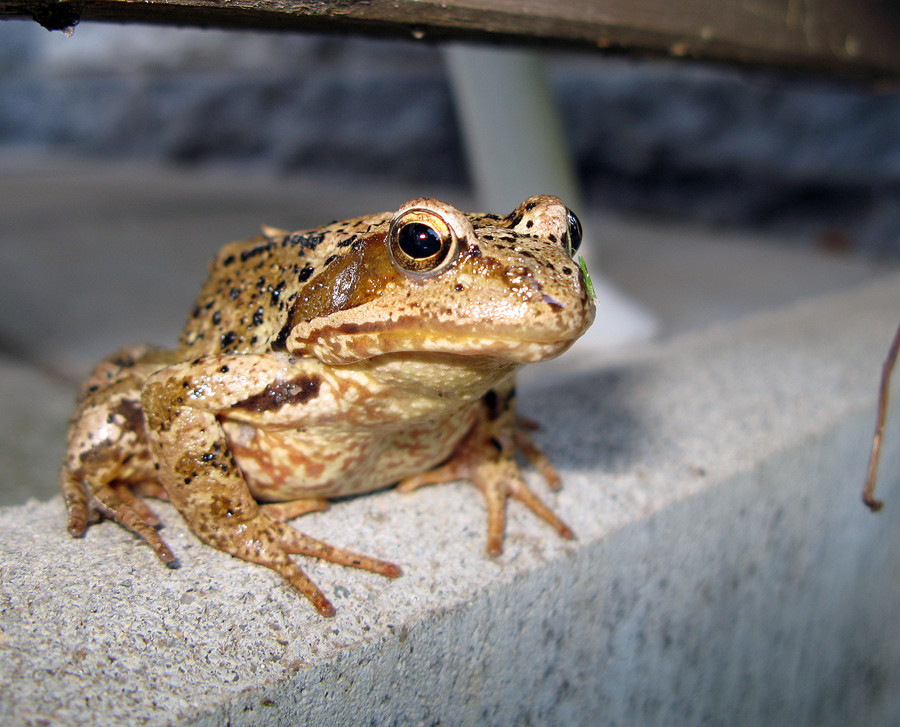 Terrassenfrosch