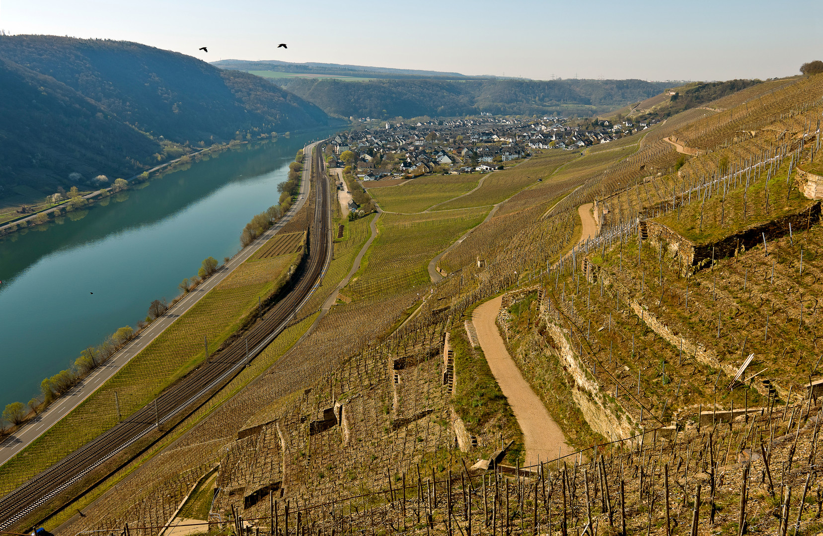 Terrassenmosel bei Winningen