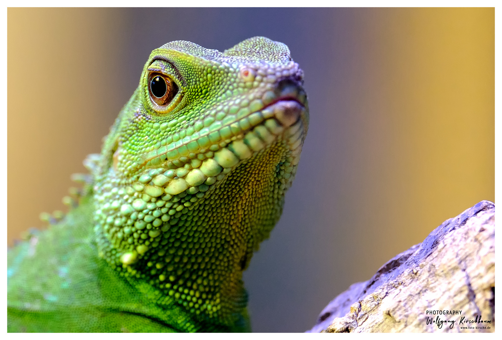  Terrazoo  Rheinberg Foto Bild tiere zoo wildpark 