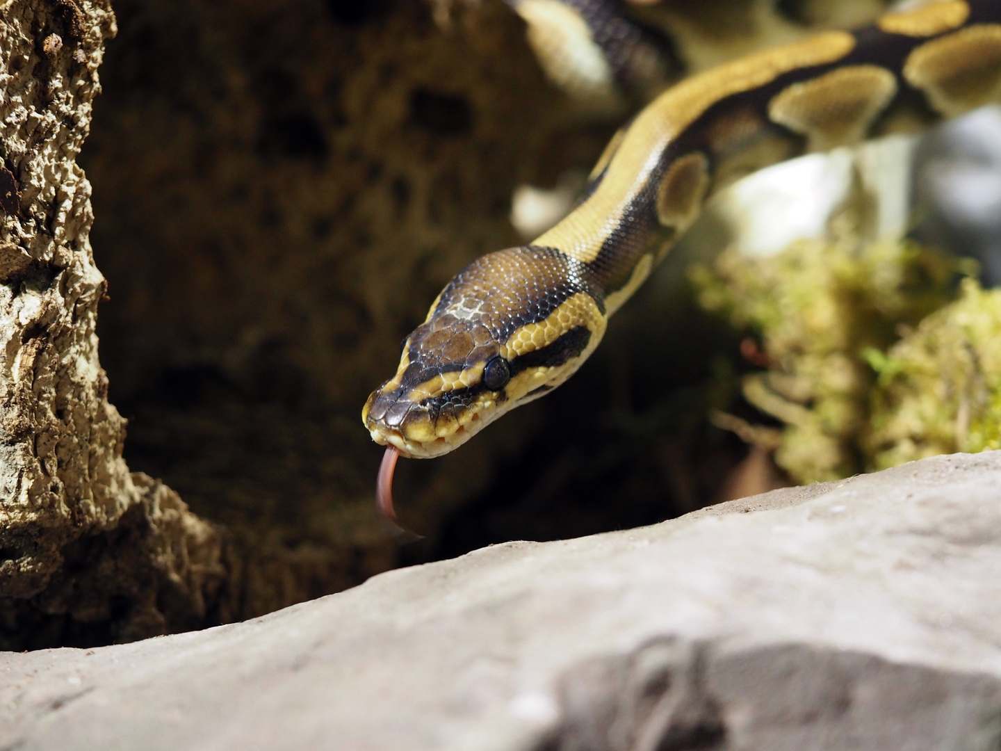 TerraZoo Rheinberg