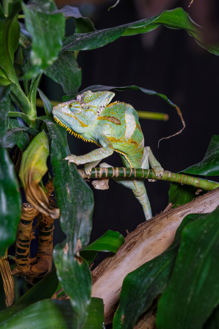 Terrazoo Rheinberg