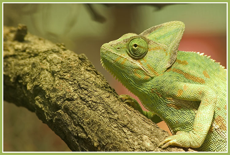 TerraZoo Rheinberg