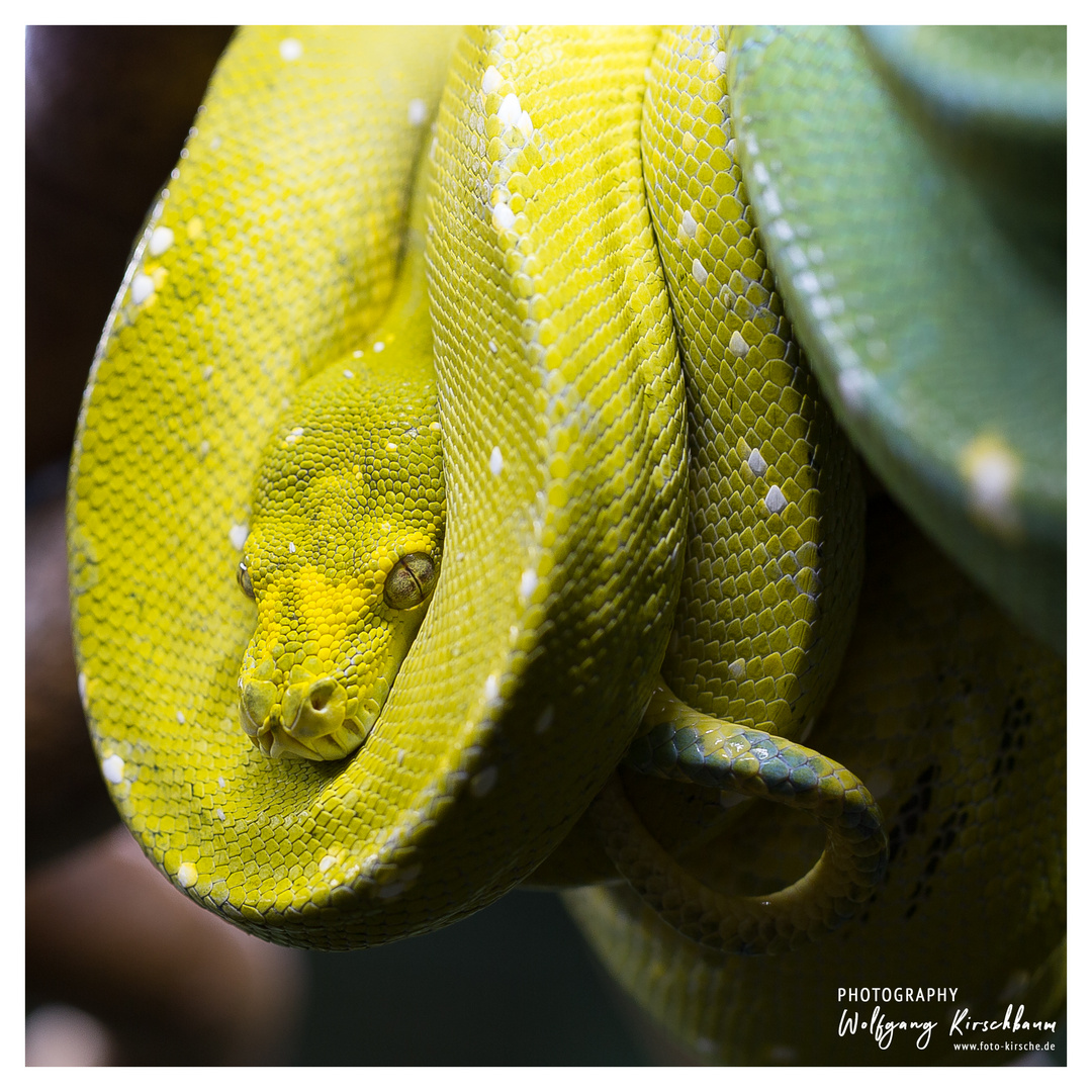  Terrazoo  Rheinberg Foto Bild tiere zoo wildpark 