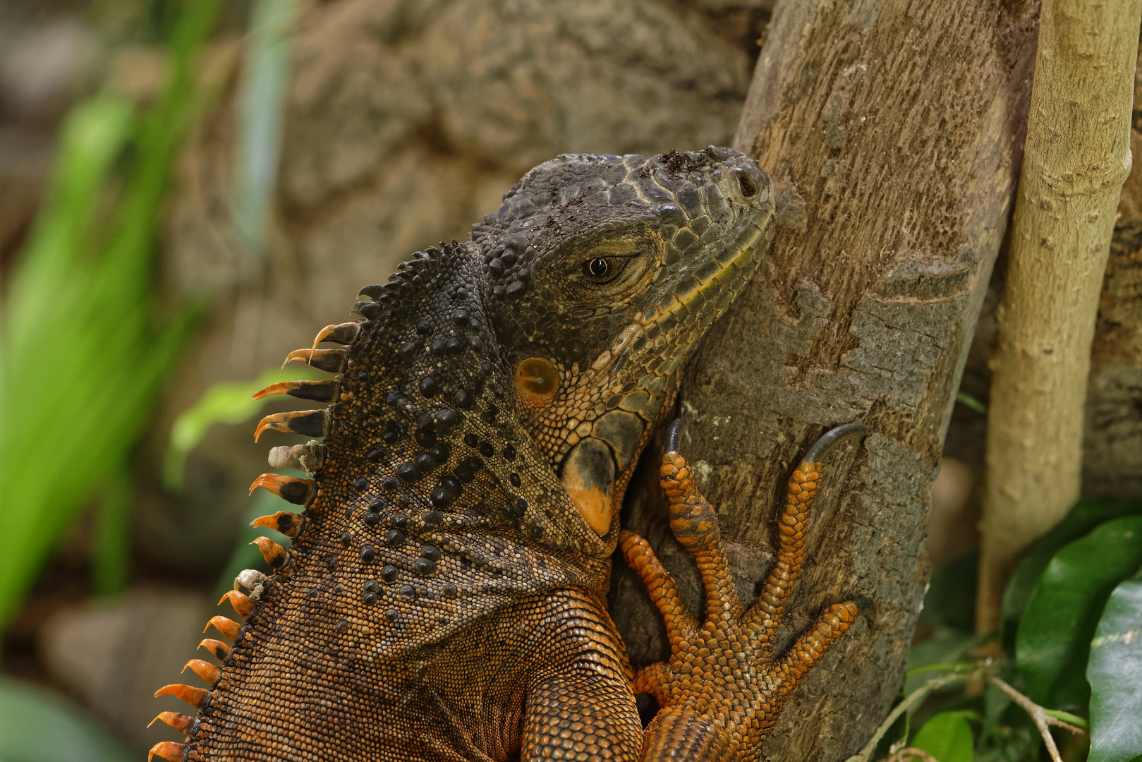 Terrazoo Rheinberg