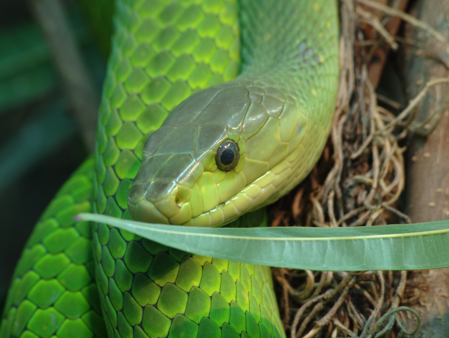 TerraZoo Rheinberg