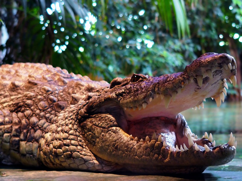 Terrazoo Rheinberg: Kein Karies!