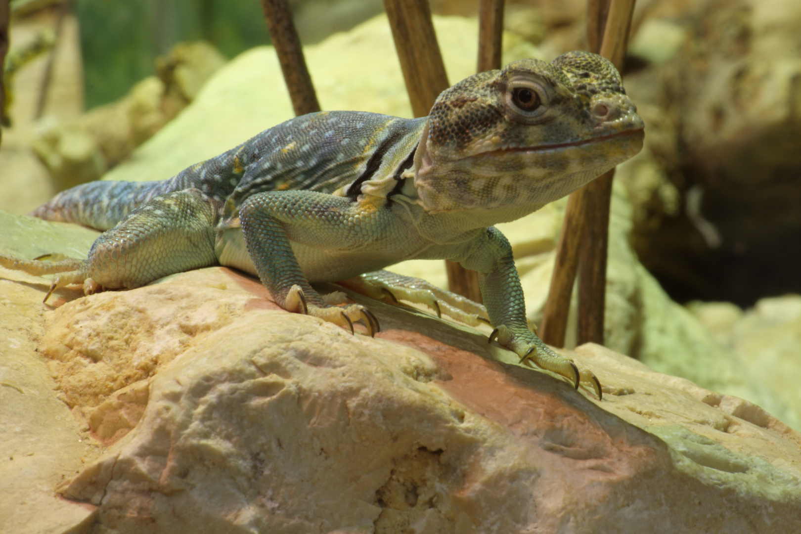 Terrazoo Rheinsberg