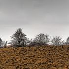 Terre arable au repos hivernal